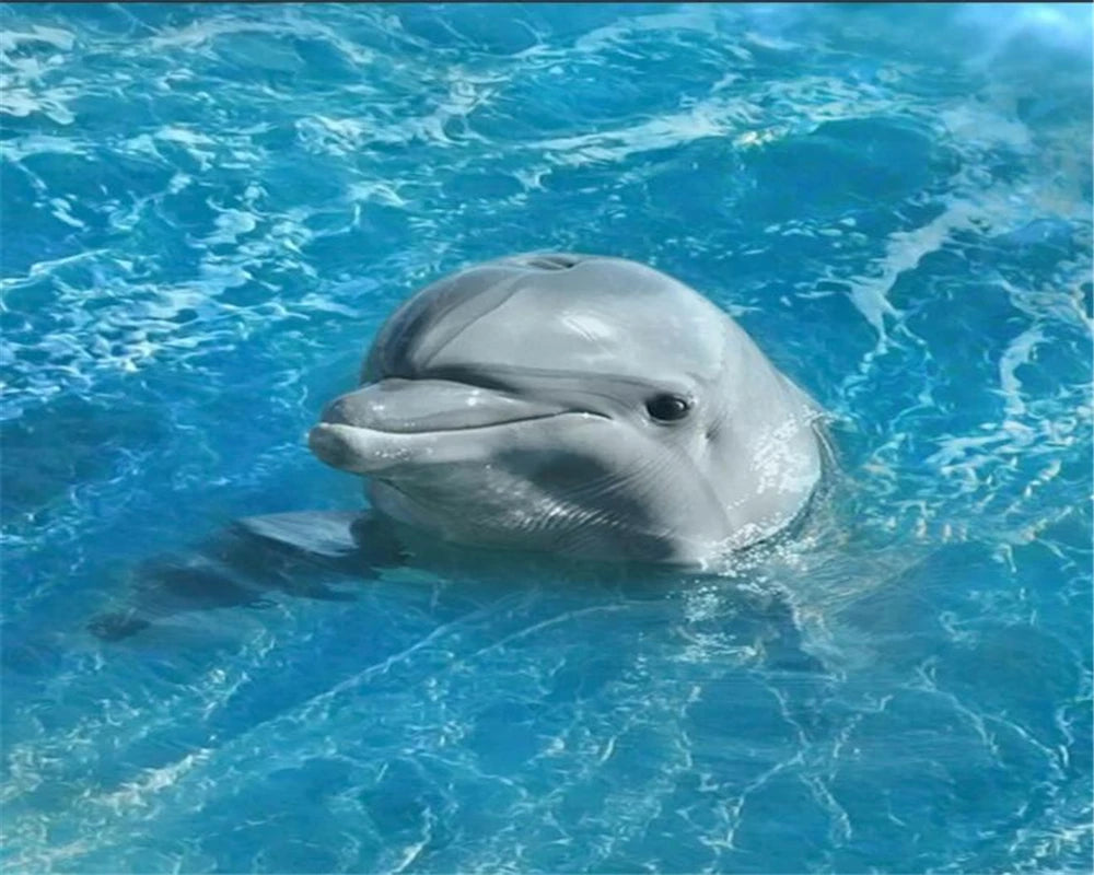 Aliza 3D Ocean Floor Mural – Blue Sea Dolphin & Starfish Design for Home Spaces