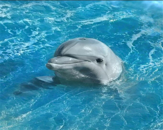 Aliza 3D Ocean Floor Mural – Blue Sea Dolphin & Starfish Design for Home Spaces